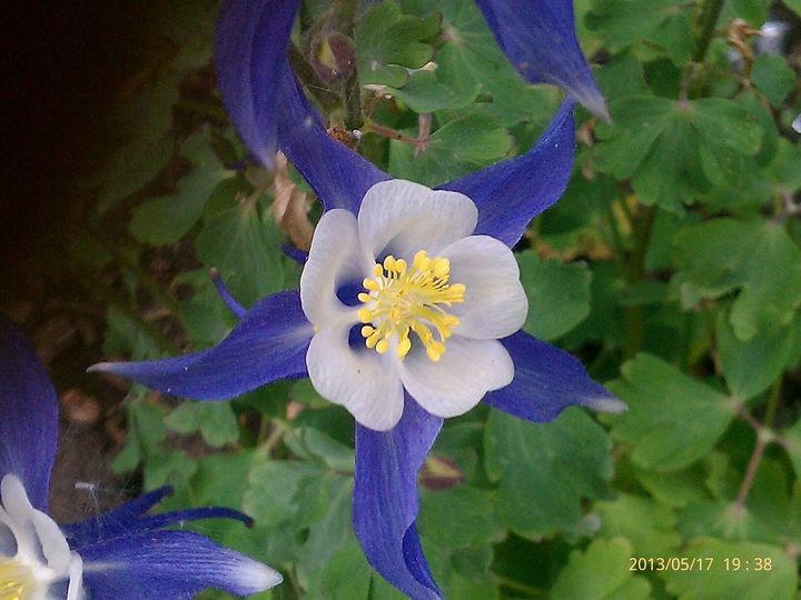 flowers blooming in gardens 6 1 13, flowers, gardening, Awesome pic of Columbine new this yr