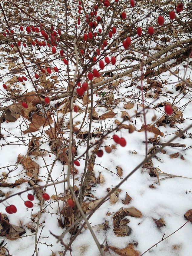 winter walk in the woods, outdoor living, Wild barberry I think The red berries are so pretty against the otherwise lack of color