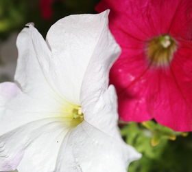 pt 3 of practically amp mostly care free flowers amp show stoppers, flowers, gardening, hydrangea, perennials, I also Love petunia s because they are the cheapest to buy at Nurseries and yet also last to fall creating a full season of beautiful bloom