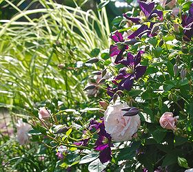pink rose and purple clematis combination for june, flowers, gardening, The evening light through Miscanthus sinensis Dixieland by the rose and clematis