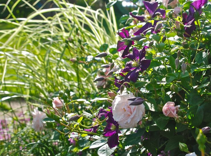 pink rose and purple clematis combination for june, flowers, gardening, The evening light through Miscanthus sinensis Dixieland by the rose and clematis