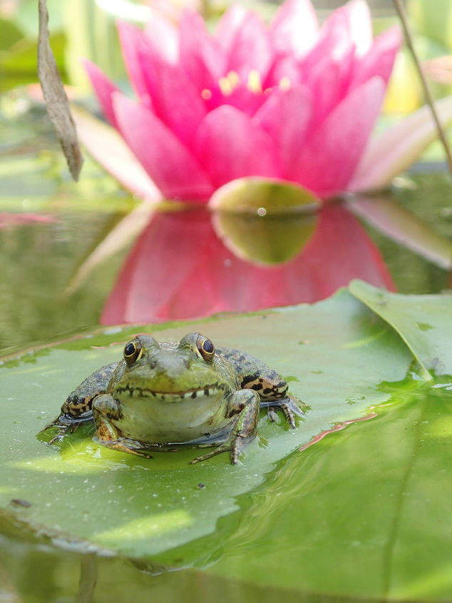 beauty is in the eye of the beholder ecosystem pond nh, outdoor living, ponds water features, Beauty is in the eye of the beholder ecosystem pond NH Green Frog enjoying its pad