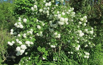 Pretty Snowball Bush Blooming Today on May 27, 2013