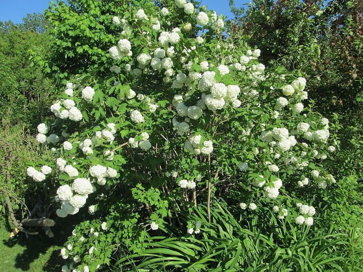 pretty snowball bush blooming today on may 27 2013, gardening