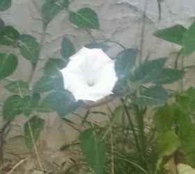 my 2013 flowers, flowers, gardening, hibiscus, one of my white datura s in bloom earlier this year