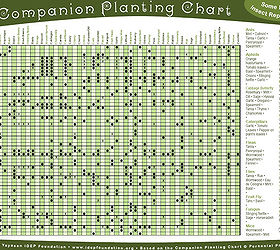companion planting, gardening