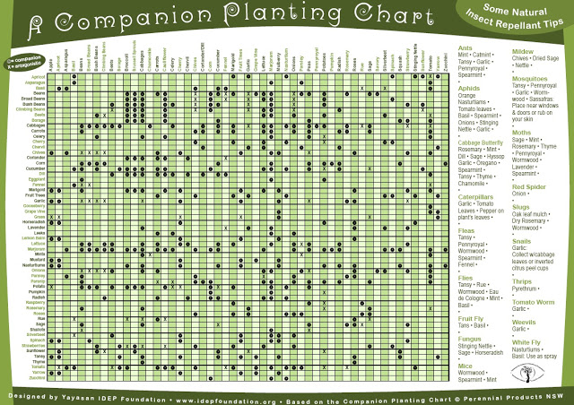 companion planting, gardening