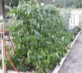 up date on garden, gardening, black bean