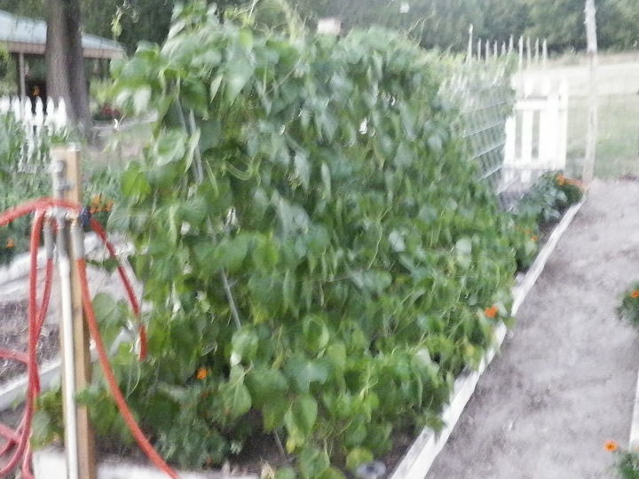 up date on garden, gardening, black bean