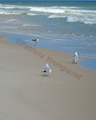 learning about birds at a home away from home, pets animals, ROBERT MOSES BEACH NY Image Info Image Info