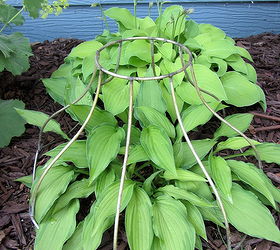 horticulture and garden junk, flowers, gardening, outdoor living, repurposing upcycling, I like petite hostas showcased in lampshade skeletons