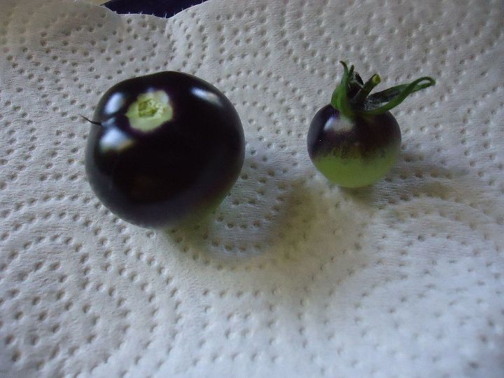 more tomatoes on parade, gardening, Indigo Rose a black tomato