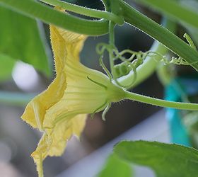 how to pollinate squash by hand, gardening, Male flower