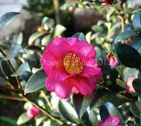 december garden blooms, flowers, gardening, hibiscus, Camellia sasanqua zones 7 9
