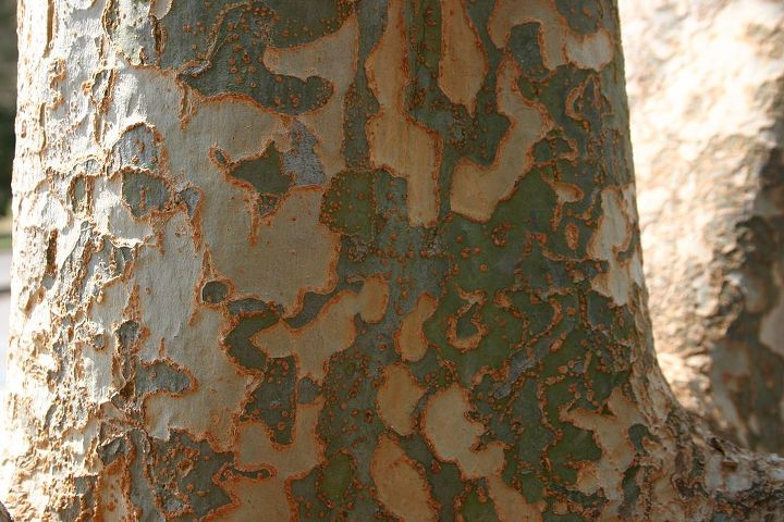 peeling bark, landscape, Chinese elm