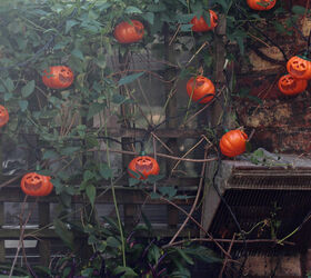 halloween in my urban garden jack o lanterns are birdwatchers, container gardening, flowers, gardening, halloween decorations, outdoor living, pets animals, seasonal holiday decor, succulents, urban living, Pumpkin Lights Share Lattice With Autumn Clematis INFO on trailing habits of Autumn Clematis AND