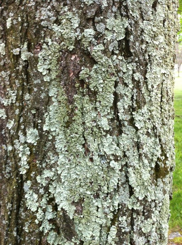 help me identify this green stuff on my trees