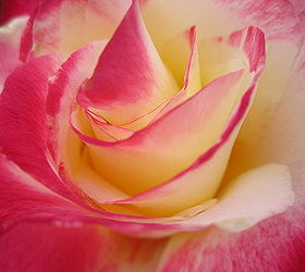 elizabeth park hartford ct, flowers, gardening, A rose is a rose
