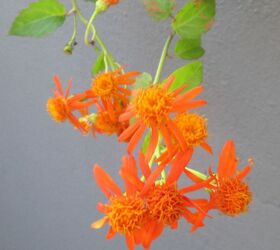 mexican flame vine, gardening