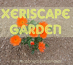 creating a xeriscape garden, gardening, With rain in short supply here in Texas we decided to not replace dead grass Instead we created a xeriscape garden