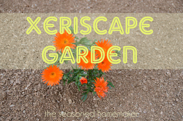 creating a xeriscape garden, gardening, With rain in short supply here in Texas we decided to not replace dead grass Instead we created a xeriscape garden