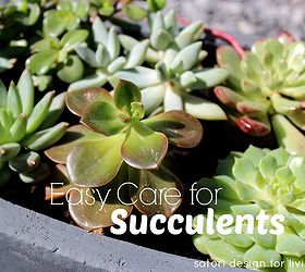caring for outdoor succulents, flowers, gardening, outdoor living, succulents, Succulents don t require a lot of water Once per week in the warmer summer months and even less when it gets cooler