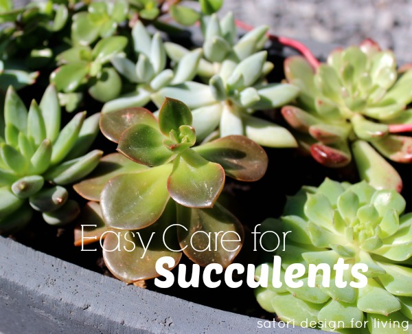 caring for outdoor succulents, flowers, gardening, outdoor living, succulents, Succulents don t require a lot of water Once per week in the warmer summer months and even less when it gets cooler