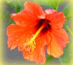 flowers in my garden which are native to our region, flowers, gardening, hibiscus, Hibiscus orange colour