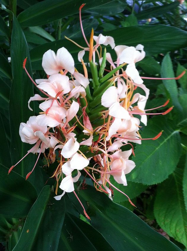 summer blooms, flowers, gardening, hibiscus, Hedychium Ginger lily smells incredible