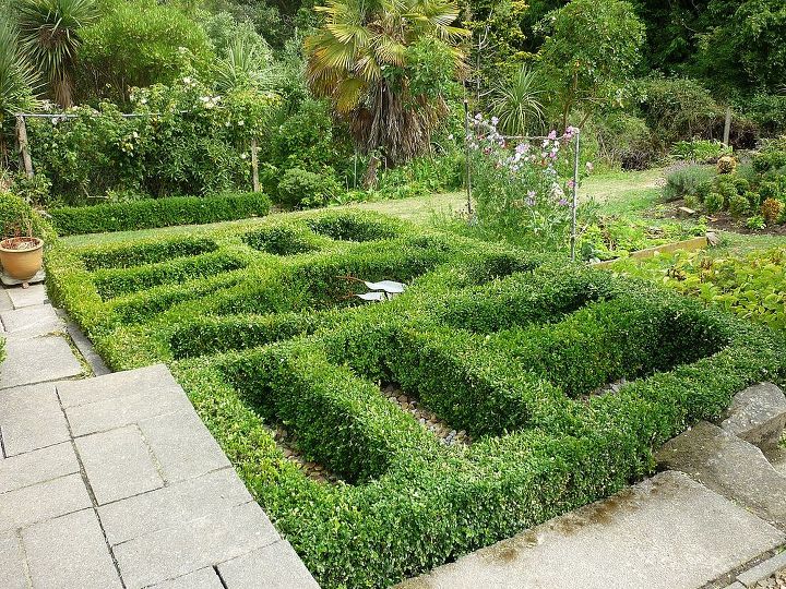 just a few more buxus hedges i ve got going on, gardening, My knot garden it goes down a slope