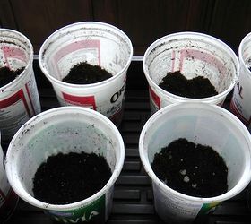 yogurt container make perfect tomato planters, container gardening, gardening, Fill them about half full with potting soil to safe myself some work