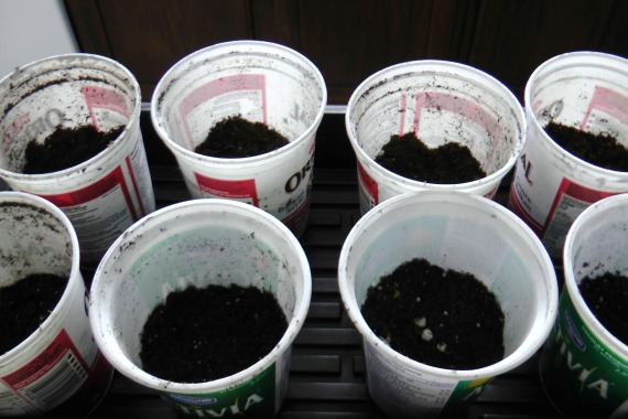 yogurt container make perfect tomato planters, container gardening, gardening, Fill them about half full with potting soil to safe myself some work