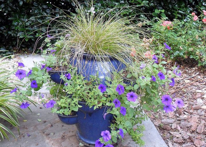gardening in charlotte nc, flowers, gardening, landscape, succulents, These purple petunias are doing well Can t say the same about the yellow accent flowers I planted with them