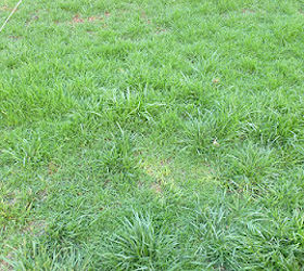 gardening landscape lawn, gardening, I used a seed spreader and added the epson salt over the entire grass area and watered it twice a day once in the morning and once at night This is what it looked like in after 4 weeks I really does work here is proof in the soil