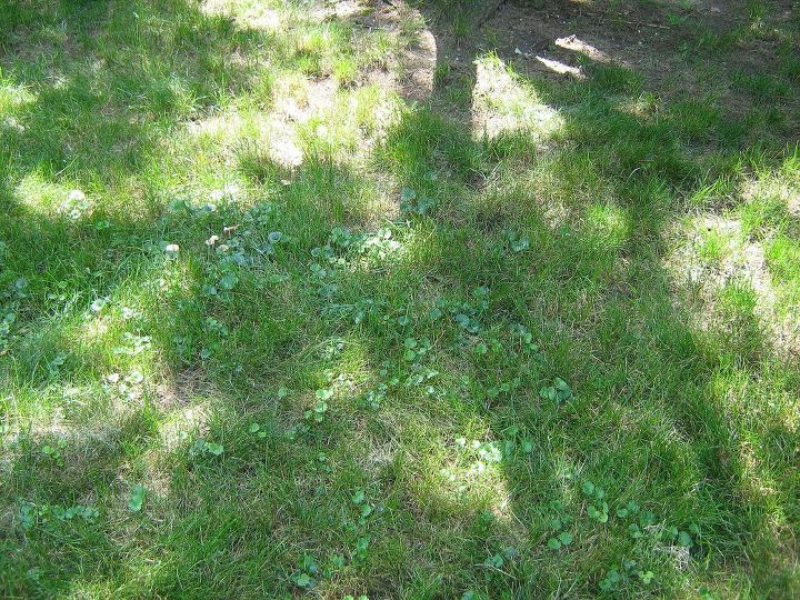 is creeping charlie in your lawn a good thing or a bad thing, gardening, landscape, Takeover