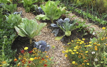 Plantar hortalizas y flores en un mismo jardín