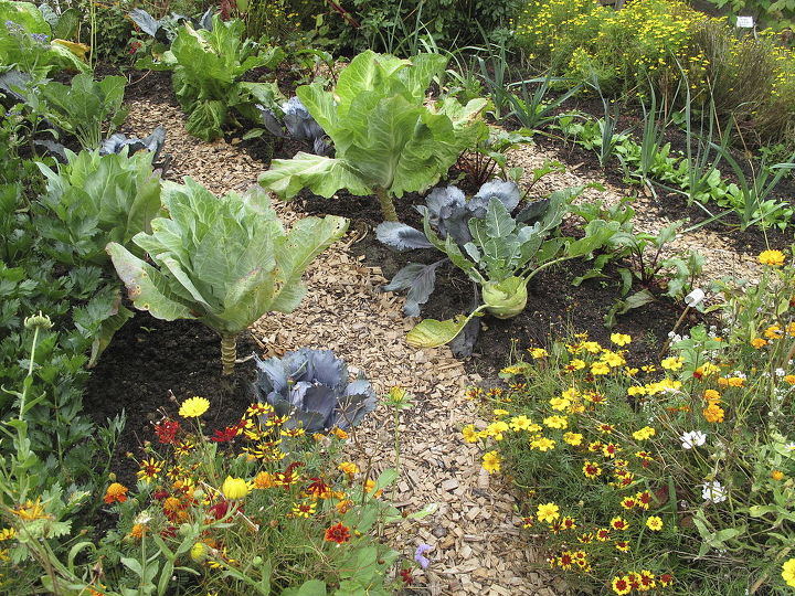 plante legumes e flores no mesmo jardim, As plantas com flores certas podem tornar os vegetais mais saud veis fortes e bonitos