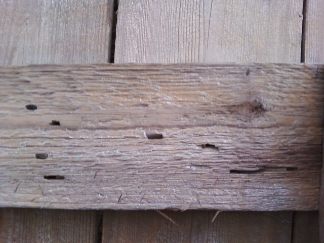 carpenter ants in wood fence, fences, pest control