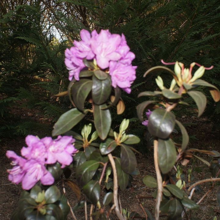 q is this a good time to spray my fruit trees for insects and diseases, gardening, pest control, Rhododendron first bloom 2014