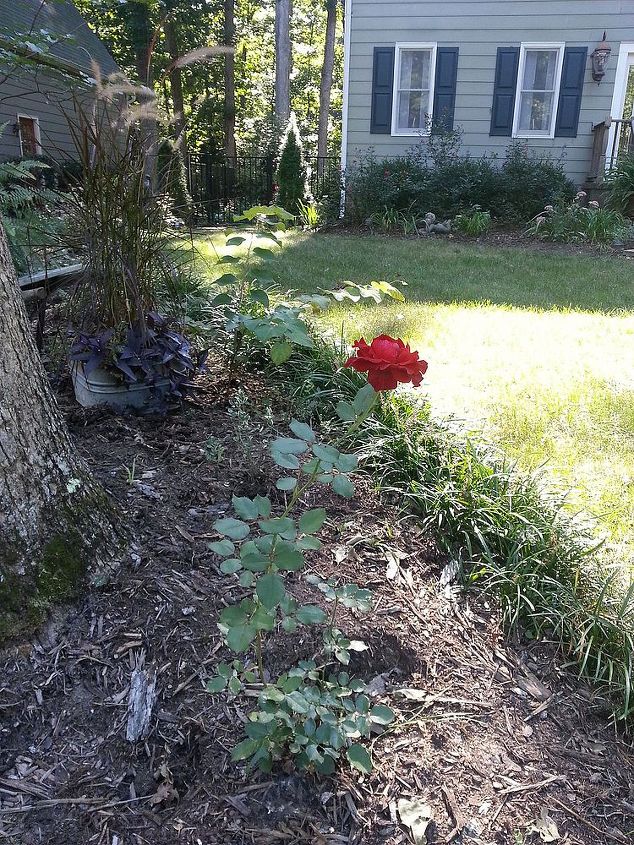 a random rose bush, gardening, 2 1 2 3 tall Growing in the oddest spot