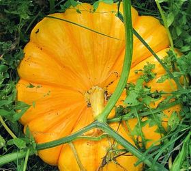 heirloom review rouge vif d etampes, gardening, The Rouge Vif D etampes start off yellow not green like most pumpkins