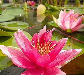 beauty is in the eye of the beholder ecosystem pond nh, outdoor living, ponds water features, Beauty is in the eye of the beholder ecosystem pond NH Lilies and frogs We have the best job in the world