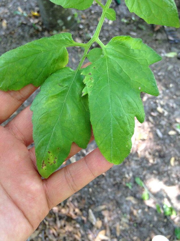 what s this a sign of on my tomato leaf, gardening, My tomato leaf has something wrong do you know what it is