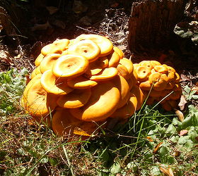 a neighbor s yard has these very orange mushrooms growing near the street so i took a