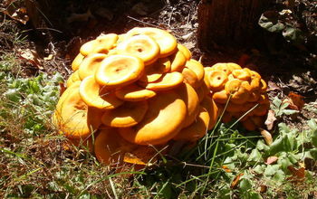 A neighbor's yard has these very orange mushrooms growing near the street so I took a photo. I Googled for them and they