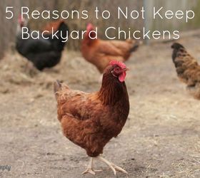 five reasons to not keep backyard chickens, homesteading, pets animals