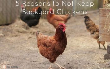 Five Reasons to Not Keep Backyard Chickens