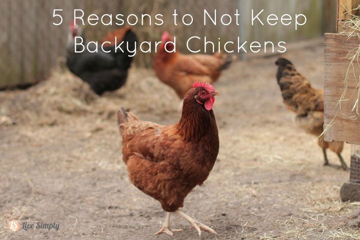 five reasons to not keep backyard chickens, homesteading, pets animals