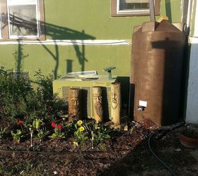update on my first spring garden, container gardening, flowers, gardening, Newest edition is the 250 gal rain barrel