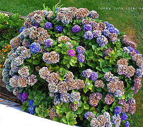 how to dry and create cool projects with hydrangeas, chalkboard paint, crafts, flowers, gardening, hydrangea, seasonal holiday decor, wreaths, The best time to harvest is in the fall when the petals start to get slightly crispy You want some of the moisture content diminished for this to work best